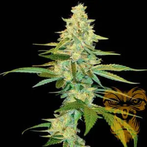 Auto Tangie