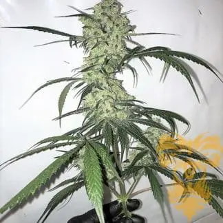 Auto Whitey Freeze