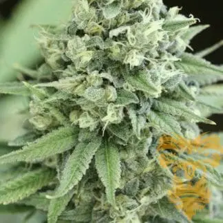 Rollex OG Kush