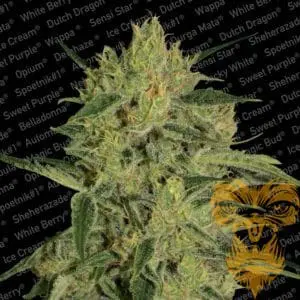 Nebula II CBD
