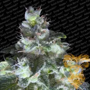 Original White Widow