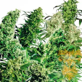 Indoor Mix