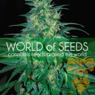 South African Kwazulu