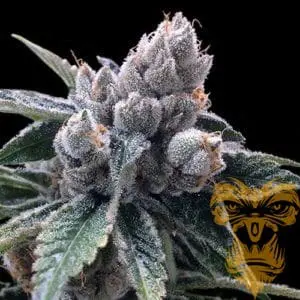 White Walker Kush Feminized