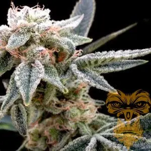 White Alien Feminized