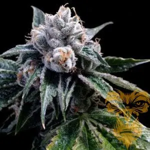 Lemon Walker Feminized