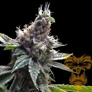 Florida OG Feminized
