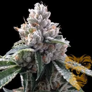 Florida Lemon Feminized