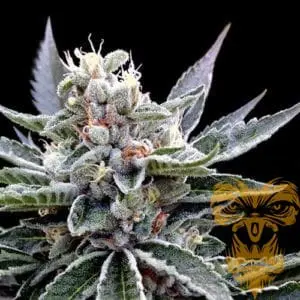 Florida Gold Feminized
