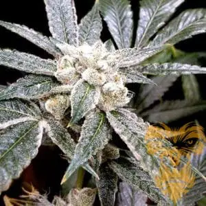 El Fuego Feminized
