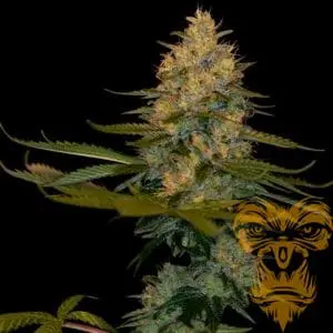 Exodus Kush Female