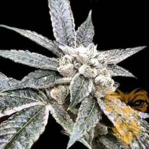 Golden Berry Female