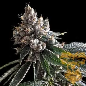 Golden Lemons Female
