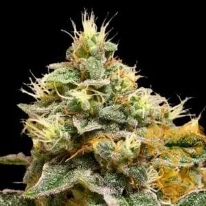 OG LA Affie Feminized