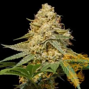 Silver-LA Feminized