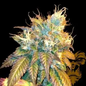 Sour Secret Female