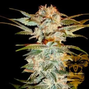 Stacked OG Kush Female