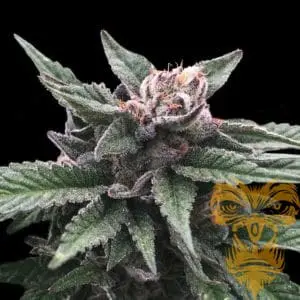 Triple Scoop Female