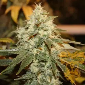 Chem Berry D Regular