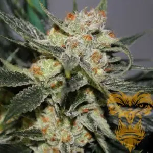 Strawberry Shortcake Regular