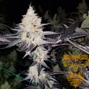 Double Lemon Pie Regular