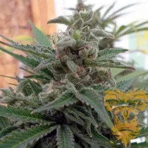 Flo OG