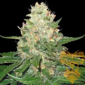 Rocklock Feminized
