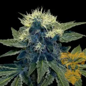 Sharksbreath Feminized
