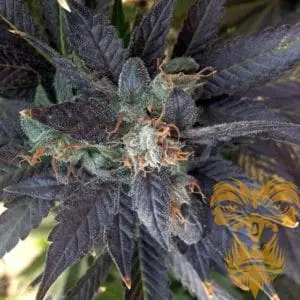 Grape Ox
