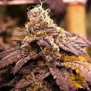 Rare Darkness Female