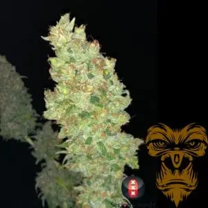 Strawberry AK Female