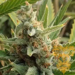 Tangerine Kush