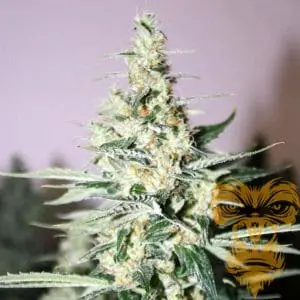 Tangerine Trainwreck Haze