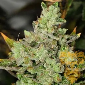 Venom OG