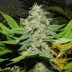 Walker Kush
