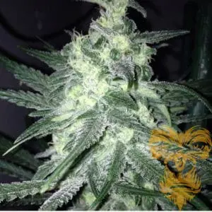 Moonshine Haze x Ghost Train Haze #1 Female