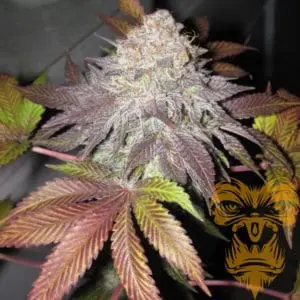 Fruit Cup Female