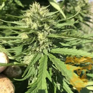 White Widow X Royal Dane X Guerilla Gold#2