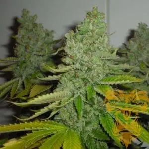SFV OG Kush Regular
