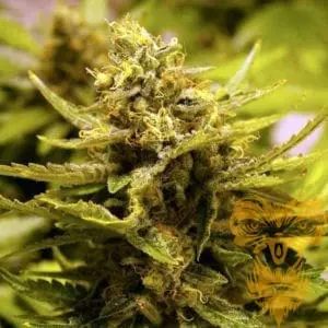 CBD OG Regular