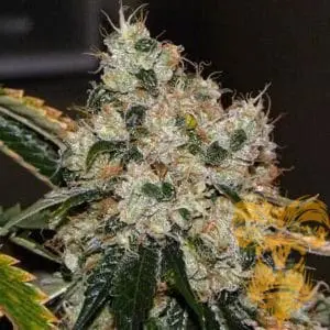 Chem 91 Regular