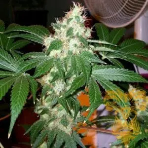 Chem Valley Kush Regular