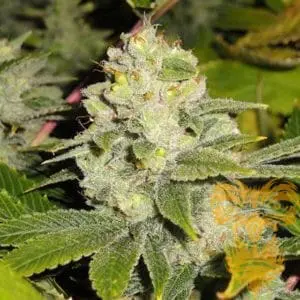 DeadHead OG Female