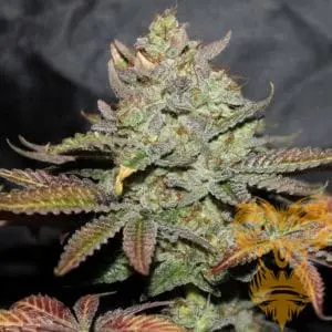 Girl Scout Cookies Regular