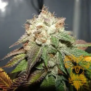 Pre98 Bubba BX2 Regular