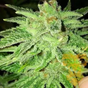 Strawberry OG Female