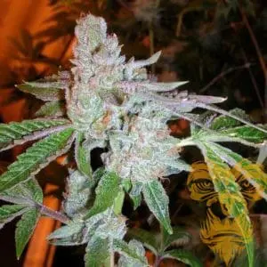 Tahoe OG Regular