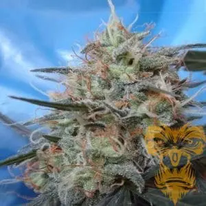 Congo x Kali China Feminized