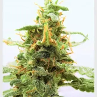Purple Stilton