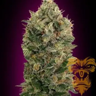 Auto Black Diesel